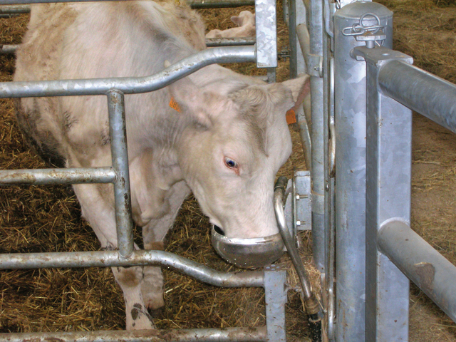 F110_inox_situ_charolais.jpg