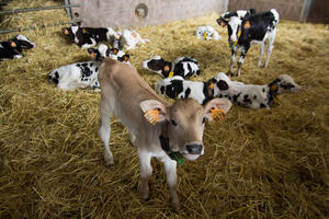アイルランド酪農（後編）ヨーロッパ生乳生産調整「クォータ制」の廃止