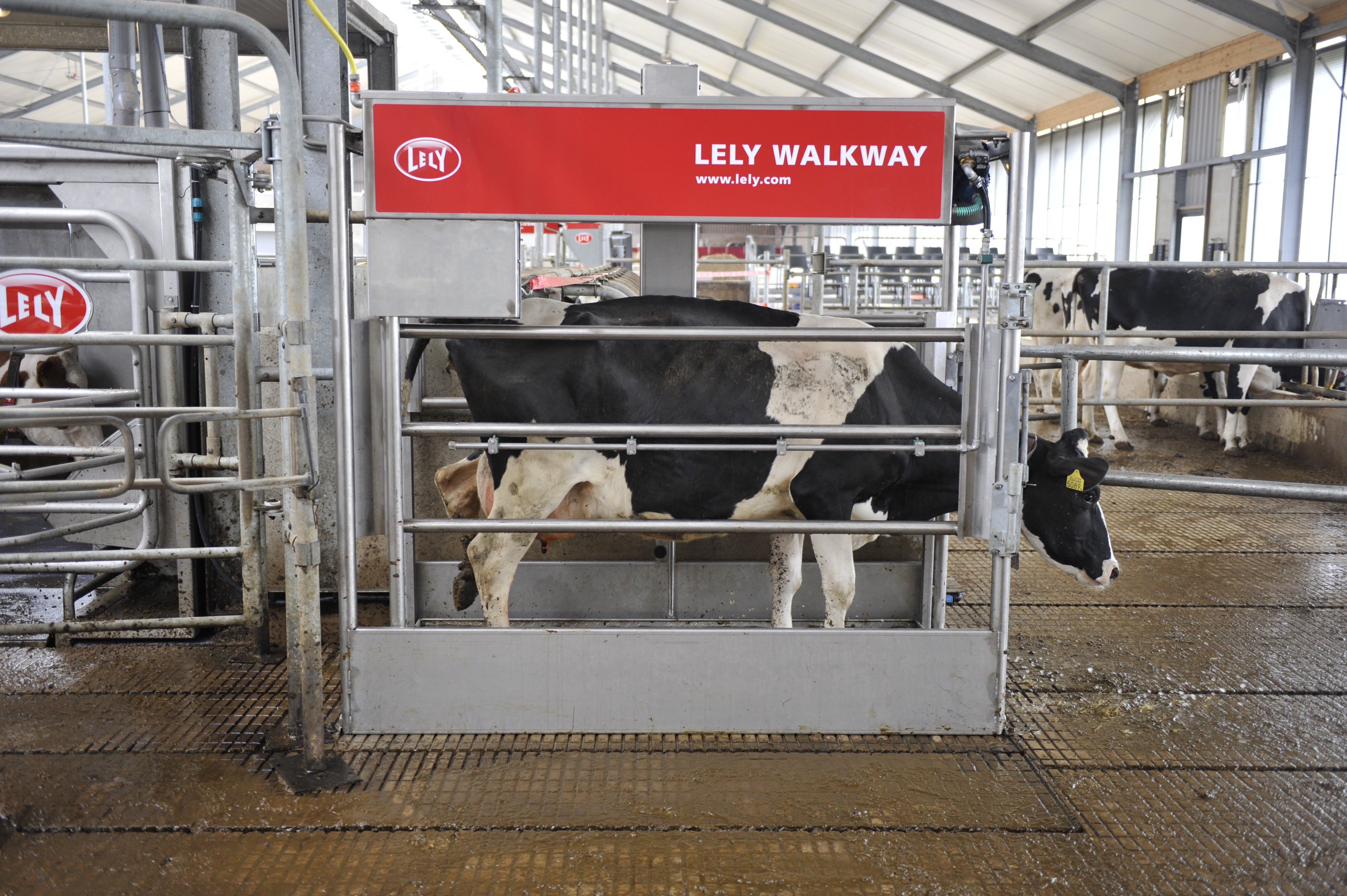 Lely_Walkway_42.jpg