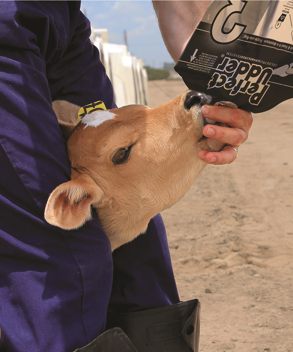 dt_cow.png