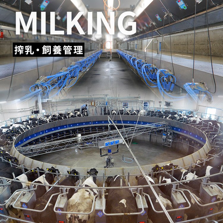 MILKING 搾乳・飼育管理